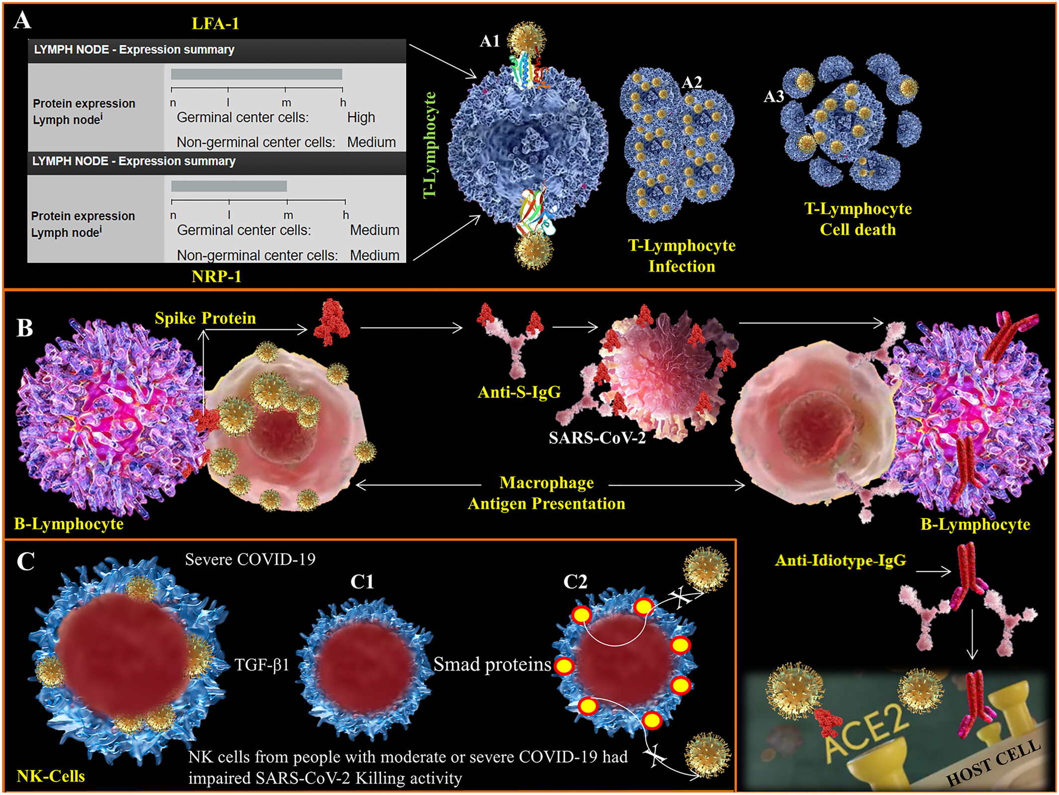 The immune paradox of SARS-CoV-2: Lymphocytopenia and autoimmunity evoking features in COVID-19 and possible treatment modalities