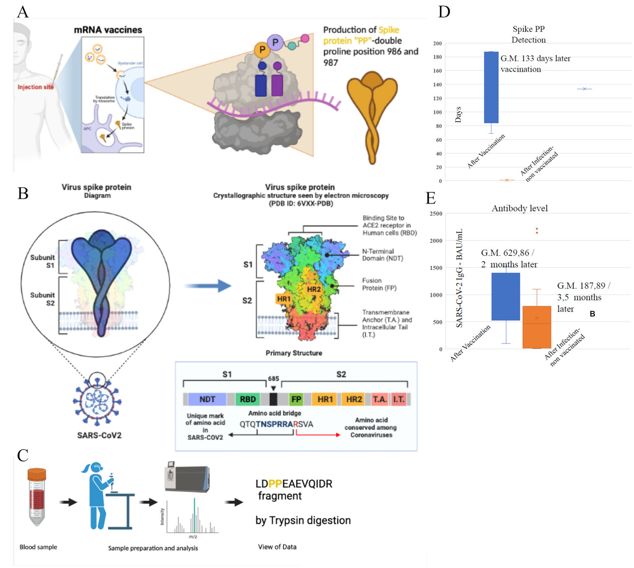 Detection of recombinant Spike protein in the blood of individuals vaccinated against SARS-CoV-2: Possible molecular mechanisms